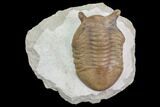 Asaphus Punctatus Trilobite - Russia #85398-1